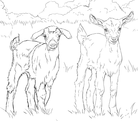 Baby Goats Coloring Page